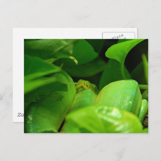 Pythonschlange Postkarte (Vorne/Hinten)