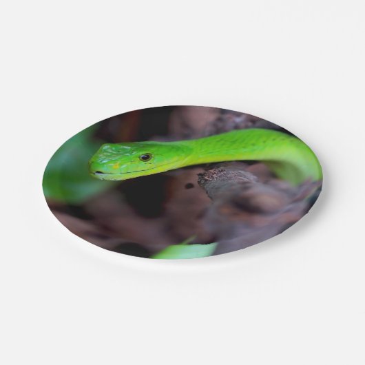 Pythonschlange-Schlange Pappteller (Schrägansicht)