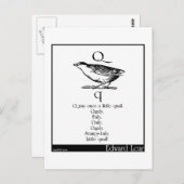 Q war einst ein kleines Wachteln Postkarte (Vorne/Hinten)