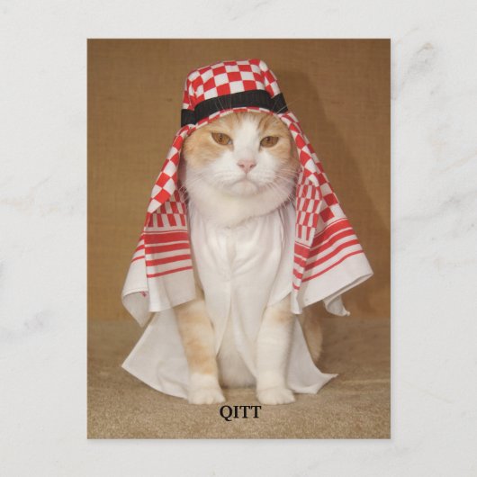 QITT/CAT POSTKARTE (Vorderseite)