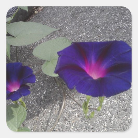 Quadrat-Glossar-Blumenaufkleber Quadratischer Aufkleber (Vorderseite)