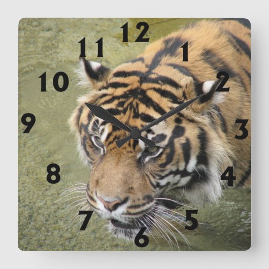 Quadratische Tiger-Uhr Wanduhr (Vorderseite)