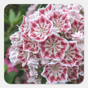 Quadratischer Aufkleber mit rosa und weißem Berglo