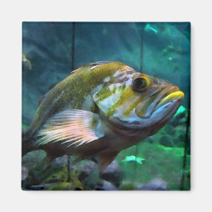 Quadratischer Fisch-Magnet Magnet