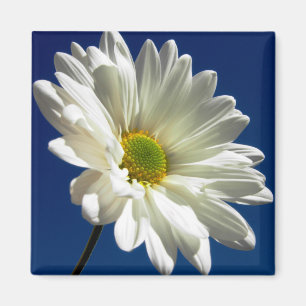 Quadratischer Gänseblümchen-Magnet Magnet