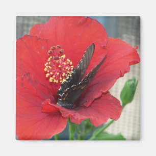 Quadratischer Magnet mit Schmetterling auf roter
