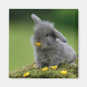 Quadratmagnet Magnet (Vorne)