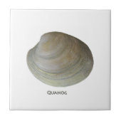 Quahog-Muschel Fliese (Vorderseite)