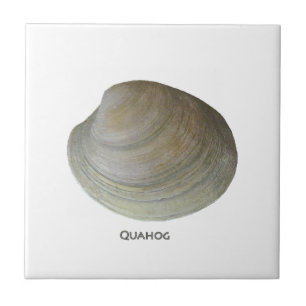 Quahog-Muschel Fliese