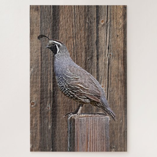 QUAIL AUF BARNWOOD PUZZLE (Vertikal)