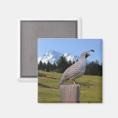 QUAIL AUF DREAM POINT MAGNET (Vorderseite/Rückseite)