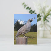 QUAIL AUF DREAM POINT POSTKARTE (Stehend Vorderseite)