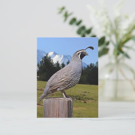 QUAIL AUF DREAM POINT POSTKARTE (Stehend Vorderseite)
