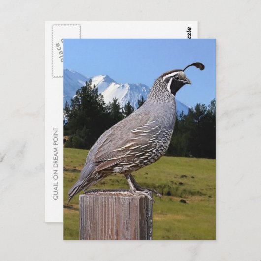 QUAIL AUF DREAM POINT POSTKARTE (Vorne/Hinten)