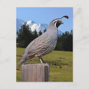 QUAIL AUF DREAM POINT POSTKARTE