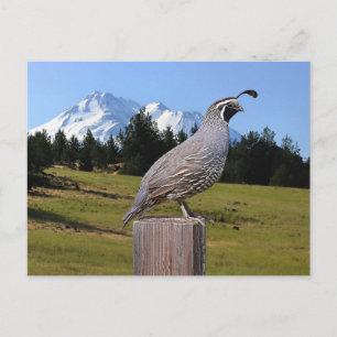 QUAIL AUF DREAM POINT POSTKARTE