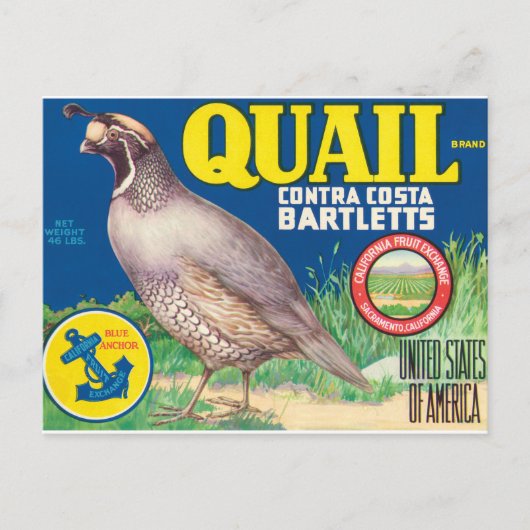Quail Contra Costa Bartletts Sacramento Kalifornie Postkarte (Vorderseite)