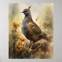 Quail Farm Animal Art Print Poster