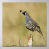 Quail Poster (Vorne)