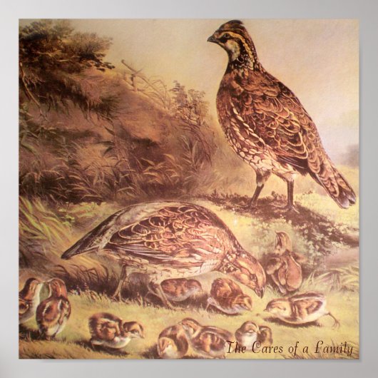 Quail Poster-Familie Poster (Vorne)