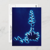 Quail und Agave Postkarte (Vorne/Hinten)