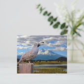 QUAIL UND MT SHASTA POSTKARTE (Stehend Vorderseite)