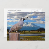QUAIL UND MT SHASTA POSTKARTE (Vorne/Hinten)