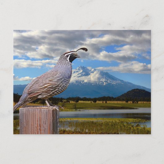 QUAIL UND MT SHASTA POSTKARTE (Vorderseite)