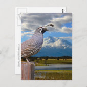 QUAIL UND MT SHASTA POSTKARTE (Vorne/Hinten)