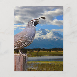 QUAIL UND MT SHASTA POSTKARTE