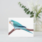Quaker Parakeet Postcard Postkarte (Stehend Vorderseite)