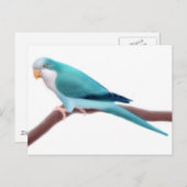 Quaker Parakeet Postcard Postkarte (Vorne/Hinten)