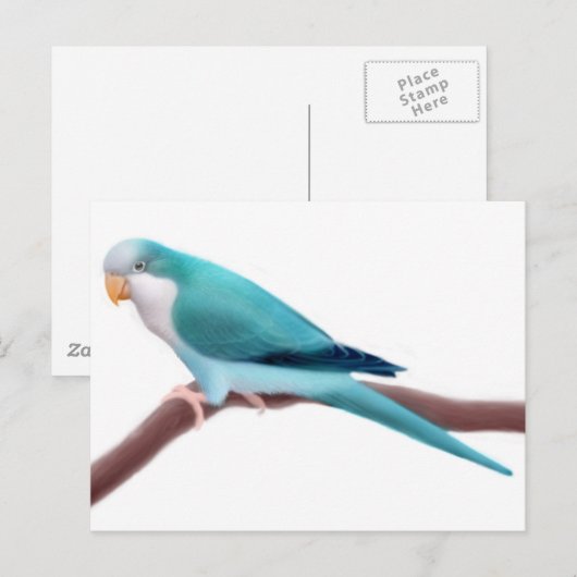 Quaker Parakeet Postcard Postkarte (Vorne/Hinten)