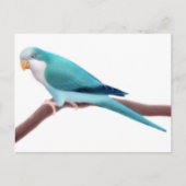 Quaker Parakeet Postcard Postkarte (Vorderseite)