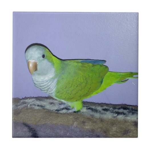 Quaker Parrot Fliese (Vorderseite)