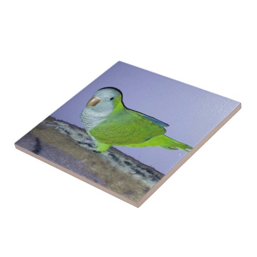 Quaker Parrot Fliese (Seite)