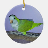 Quaker Parrot Keramik Ornament (Vorne)