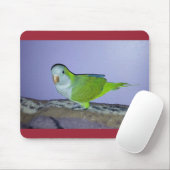 Quaker Parrot Mousepad (Mit Mouse)