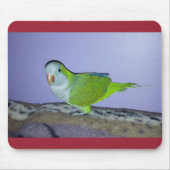 Quaker Parrot Mousepad (Vorne)