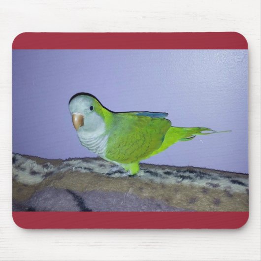 Quaker Parrot Mousepad (Vorne)
