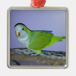Quaker Parrot Silbernes Ornament