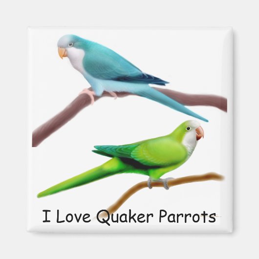 Quaker Parrots Magnet (Vorne)