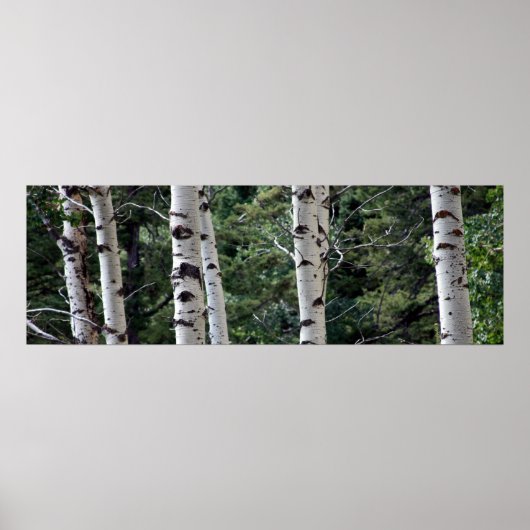 Quaking Aspen, Grand Teton Nationalpark Poster (Vorne)