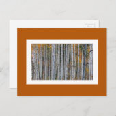 Quaking Aspen im Herbst Postkarte (Vorne/Hinten)