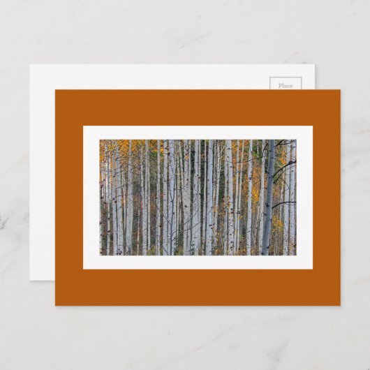 Quaking Aspen im Herbst Postkarte (Vorne/Hinten)