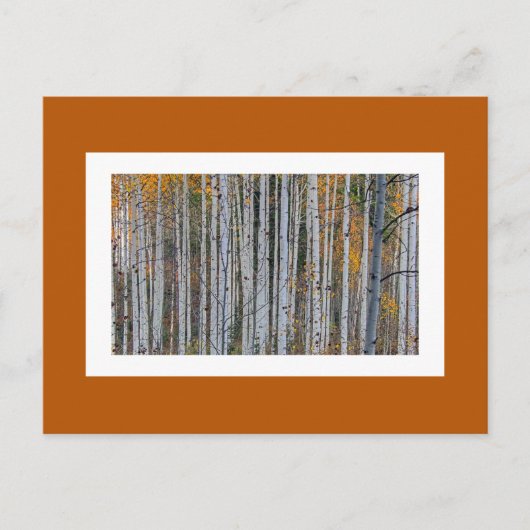 Quaking Aspen im Herbst Postkarte (Vorderseite)