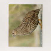 Qual Puzzle (Vertikal)