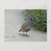 quälen postkarte (Vorderseite)