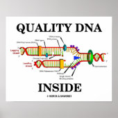 Qualitäts-DNA-Inside (DNA-Replikation) Poster (Vorne)