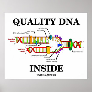 Qualitäts-DNA-Inside (DNA-Replikation) Poster
